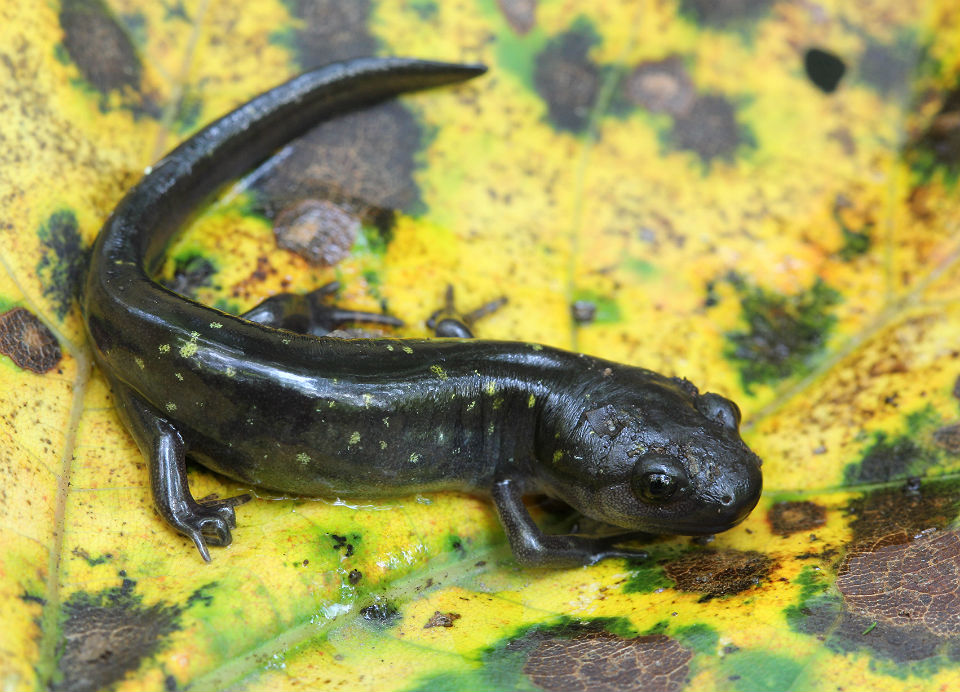 Spotted Salamander